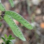 Cytisus villosus Плод