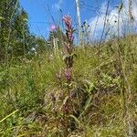 Gentianella amarella പുഷ്പം