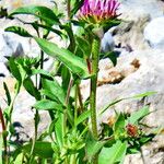 Symphyotrichum spathulatum Flower