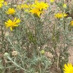 Machaeranthera gracilis Flor