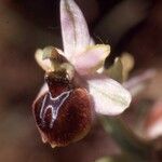 Ophrys × arachnitiformis Flor