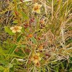 Hermannia exappendiculata Flor