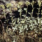 Potentilla valderia Habit