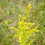 Solidago juncea ফুল