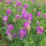 Astragalus onobrychis Virág