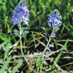 Veronica austriaca Flower