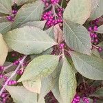 Callicarpa bodinieri 葉