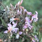 Campylanthus salsoloides Flor