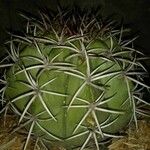 Melocactus intortus خشب