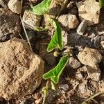 Ipomoea mombassana Leaf