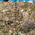 Salvia veneris Habit