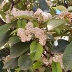 Photinia serratifolia Flor