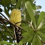 Banksia integrifolia 花
