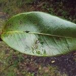 Eugenia mespiloides Leaf