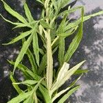 Artemisia verlotiorum Fuelha