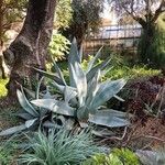 Agave guiengola Blad