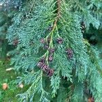 Chamaecyparis lawsoniana Gyümölcs