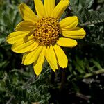 Balsamorhiza hookeri Blüte