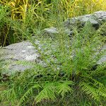 Athyrium filix-femina Natur