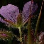 Geranium erianthum Floare
