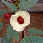 Hibiscus sabdariffa Flower