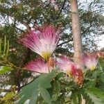 Calliandra surinamensisKukka