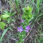 Triodanis perfoliata Blomma