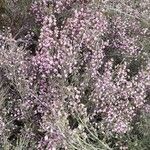 Erica australis Цветок