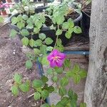 Dissotis rotundifolia Цвят