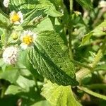 Galinsoga parviflora Blatt