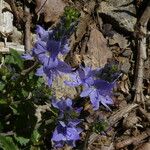 Veronica orsiniana Fiore