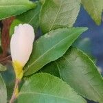 Camellia japonica Φύλλο