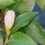 Camellia japonica Blad