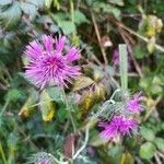 Galactites tomentosusBloem