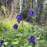 Aconitum columbianumᱵᱟᱦᱟ