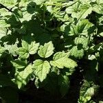 Clematis virginiana Leaf