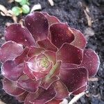 Aeonium arboreumഇല