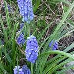 Muscari armeniacum Celota