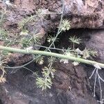 Asparagus umbellatus Leaf