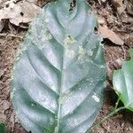 Strombosia grandifolia Leaf