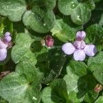 Cymbalaria aequitriloba Fleur