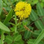 Mimosa quadrivalvis Flor