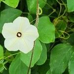 Ipomoea obscura Λουλούδι