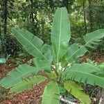 Musa velutina Outro