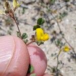 Medicago littoralis Flower