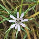 Geropogon hybridus Blüte