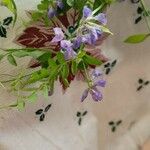 Vicia ludoviciana Flor