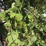 Coccoloba uvifera Yaprak