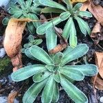 Saxifraga hostii Leaf