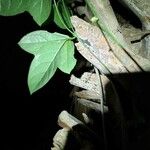 Passiflora lutea Leaf